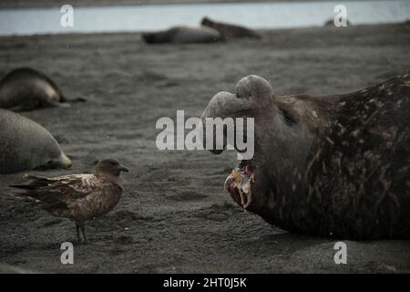 Southern skua (Stercorarius antarcticus) presented with the gaping mouth of a wounded sub-adult Elephant seal (Mirounga leonina) from which it will pi Stock Photo