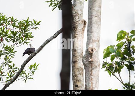 Environmental portrait in Yungaburra, QLD, Australia, of White-headed pigeon high on a forest limb, looking back at camera while attempting to preen. Stock Photo