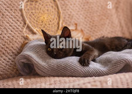 Cozy nap time and sleep. Cosy sleeping cat on warm blanket. Perfect dream and relaxation. Stock Photo