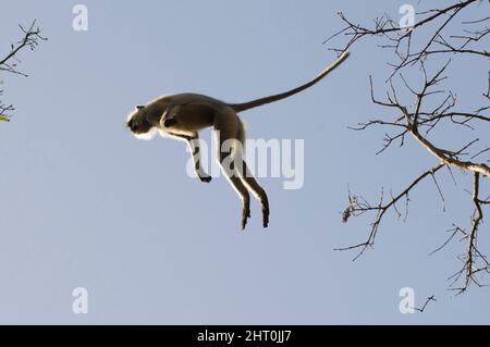 Northern plains grey langur (Semnopithecus entellus), mid-air, jumping from a tree. Kanha National Park, Madhya Pradesh, India Stock Photo