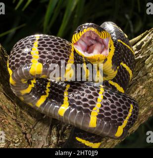 Gold-ringed cat snake (Boiga dendrophila) in aggressive pose. Average length: 1.8 to 2.4 m. Origin: Southeast Asia Stock Photo