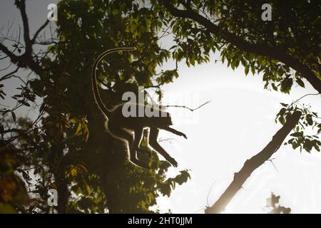 Northern plains grey langur (Semnopithecus entellus), jumping from one tree to another. Kanha National Park, Madhya Pradesh, India Stock Photo