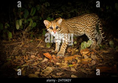 Ocelot (Leopardus pardalis) hunting at night, photographed by camera trap. Pantanal, Mato Grosso, Brazil Stock Photo