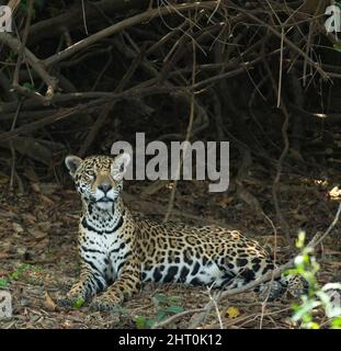 South American jaguar (Panthera onca palustris) lying down but alert, staring past the photographer. Pantanal, Mato Grosso, Brazil Stock Photo
