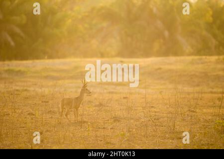 Pampas deer (Ozotoceros bezoarticus) alert in a misty clearing. Pantanal, Mato Grosso, Brazil Stock Photo