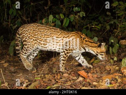 Ocelot (Leopardus pardalis) hunting at night, photographed by camera trap. Pantanal, Mato Grosso, Brazil Stock Photo