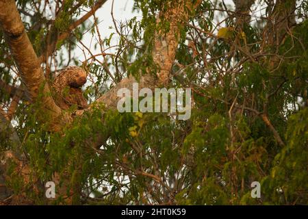 Brazilian porcupine (Coendou prehensilis) climbing a tree. Pantanal, Mato Grosso, Brazil Stock Photo