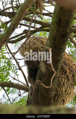 Brazilian porcupine (Coendou prehensilis) climbing a tree. Pantanal, Mato Grosso, Brazil Stock Photo