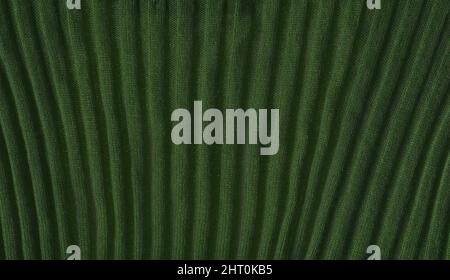 Green khaki knitting wool texture full frame. Knitted green khaki texture surface close up. Stock Photo