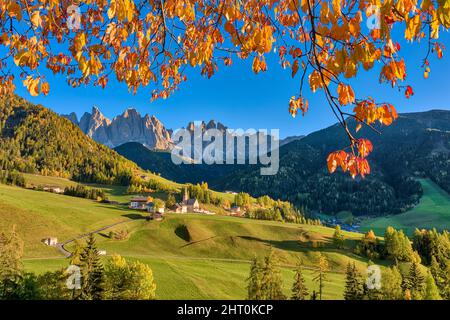 View of the Church of St. Magdalena in Villnöss valley, north faces and summits of Odle group in the distance, in autumn. Stock Photo