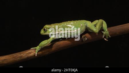 Waxy monkey leaf frog (Phyllomedusa sauvagii) on a tree branch at night. Origin: Central and South America Stock Photo