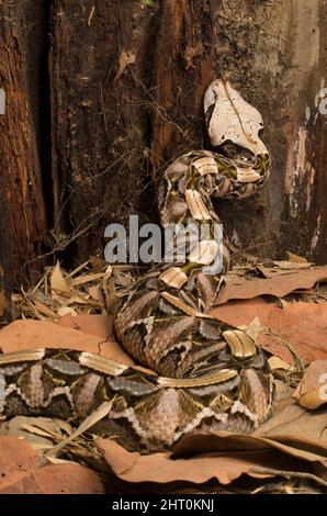 Western Gaboon viper (Bitis rhinoceros) lives in leaf litter on the floor of tropical forests but is also not uncommon in towns. Origin: West Africa Stock Photo