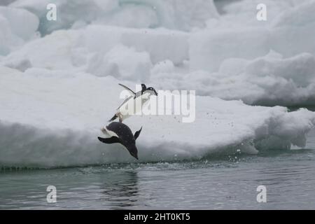 Adelie penguins (Pygoscelis adeliae) diving into the sea from an ice floe. Brown Bluff, Antarctic Peninsula, Antarctica Stock Photo