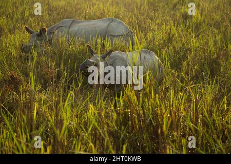 Indian rhinoceros (Rhinoceros unicornis) mother and young in tall grass. Kaziranga National Park, Madhya Pradesh, India Stock Photo