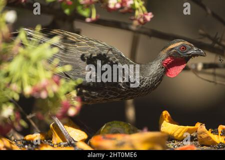 Chestnut-bellied guan (Penelope ochrogaster) foraging on the ground. Mato Grosso, Pantanal, Brazil Stock Photo