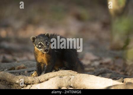 South American coati (Nasua nasua), standing still, front view. Mato Grosso, Pantanal, Brazil Stock Photo