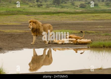 African lion (Panthera leo), male with cubs resting beside water. Serengeti National Park, Tanzania Stock Photo