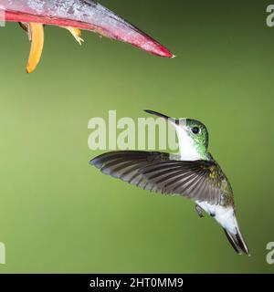 Andean emerald (Amazilia franciae), flying up to flower to feed on nectar. Stock Photo