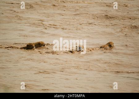 Cheetah (Acinonyx jubatus), female and cubs crossing the Talek River in flood. Two of the young cheetahs were killed by Nile crocodiles. Masai Mara Na Stock Photo