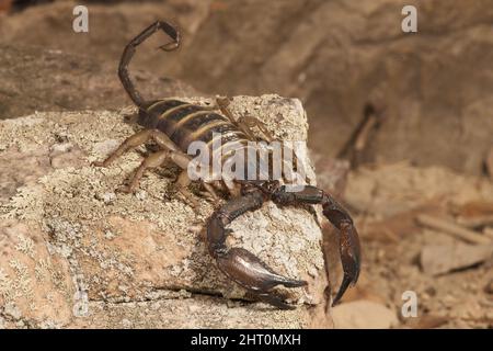 Flat rock scorpion (Hadogenes troglodytes), the longest scorpion, reaching 20 cm. Its flattened body is an adaptation to life in rock crevices. Origin Stock Photo