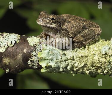 Grey tree frog (Hyla versicolor) on a lichen-covered branch. Origin: eastern USA Stock Photo