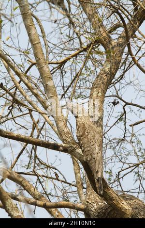Great potoo (Nyctibius grandis) in a tree, disguised as a branch. Brazil Stock Photo