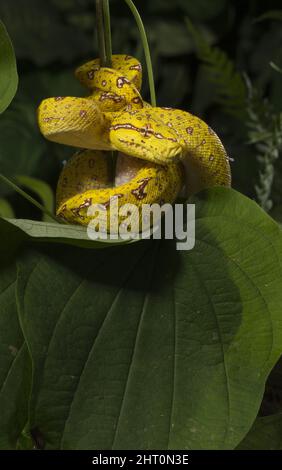 Neotropical green anole (Anolis biporcatus) on a tree stump in forest. Costa Rica Stock Photo
