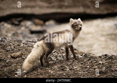 Arctic fox (Vulpes lagopus) foraging at the base of a colony of ...