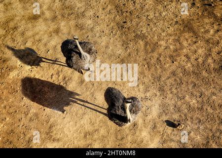 Pair of ostriches in Bandia Reserve, Senegal Stock Photo