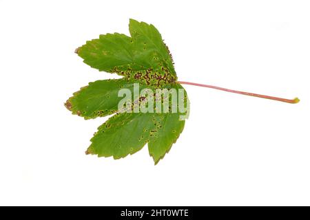 The gall mite Aceria macrorhynchus red galls infection on acer leaf Stock Photo