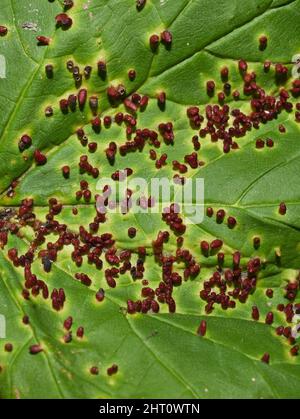 The gall mite Aceria macrorhynchus red galls infection on acer leaf Stock Photo