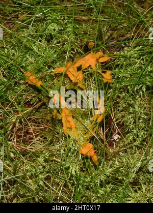 The yellow slime fungus dog vomit slime mold Fuligo septica growing on moss Stock Photo