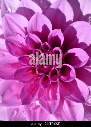 Closeup on a pink columbine  Dahlia flower Stock Photo