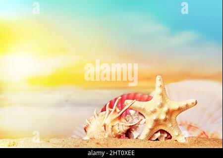 Seashells and starfish on seashore in tropical beach - summer holiday background. Stock Photo