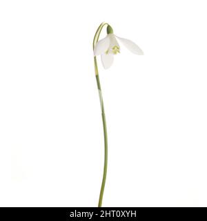 White Snowdrop flowers isolated on white background Stock Photo