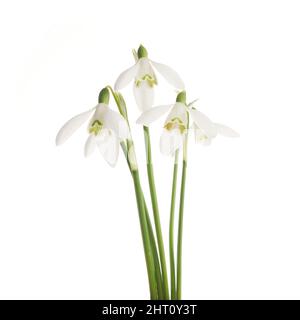 White Snowdrop flowers isolated on white background Stock Photo