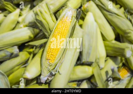 Fresh sweet corn cobs on a vegetable counter in a supermarket Stock Photo