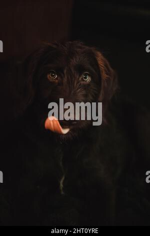 Vertical photo of a black labrador dog in a dark studio room Stock Photo