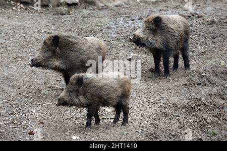 Three female wild boars are standing in the mud. Their attention is caught by something happening at the left. They are part of a sounder. Stock Photo