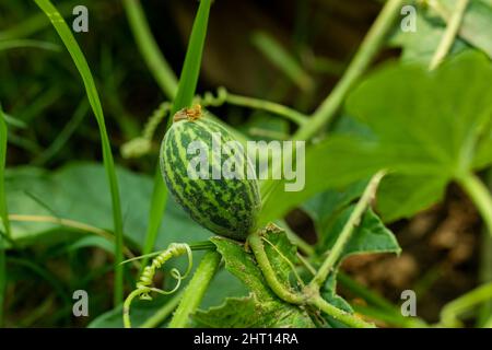 A wild small watermelon is a sweet and refreshing low-calorie summer snack and it is soaked with nutrients, low in calories, and is free of fat Stock Photo