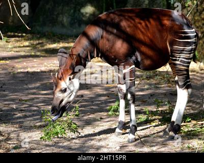 Okapi (Okapia johnstoni) eating a plant and seen from profile Stock Photo
