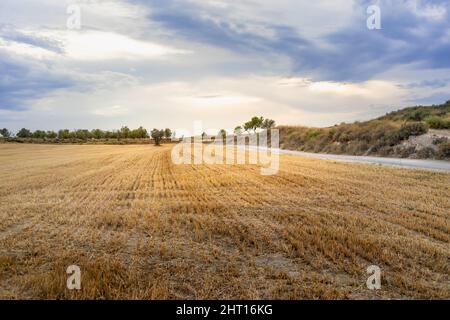 Wheat field in the countryside after harvest season, almond trees at the background, dramatic sky at sunset time, Huesca, Aragon, Spain. Stock Photo