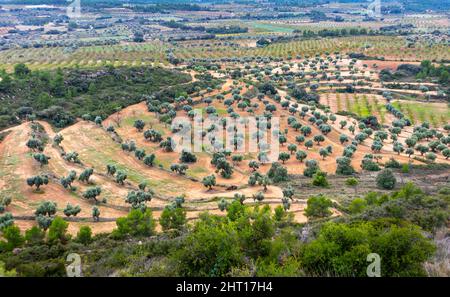 Field of olive trees in the countryside growing on a dry climate at different heights in Aragon, Spain. Stock Photo