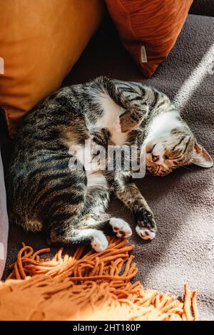 Grey house cat with soft hair and patterns sleeping and sun bathing on soft sofa couch with blanket and pillows Stock Photo