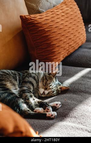 Grey house cat with soft hair and patterns sleeping and sun bathing on soft sofa couch with blanket and pillows Stock Photo