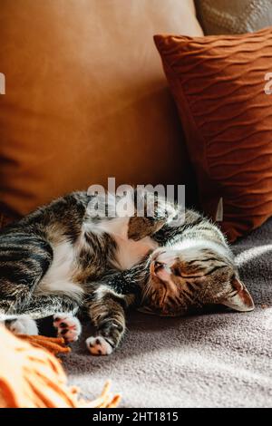 Grey house cat with soft hair and patterns sleeping and sun bathing on soft sofa couch with blanket and pillows Stock Photo