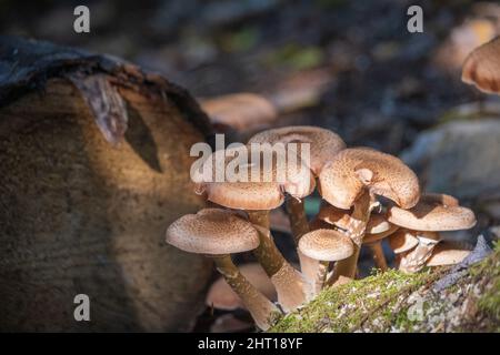 Close-up shallow focus shot of a mushroom plant growing beside a tree log in the forest on a sunny Stock Photo