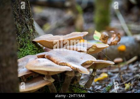 Close-up shallow focus shot of a mushroom plant growing underneath a tree in the forest on a blurred Stock Photo