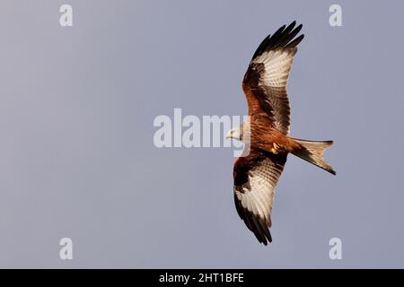 Red Kite in flight at Harewood Estate, Leeds Stock Photo
