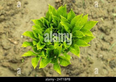 Elephant foot yam or Amorphophallus trees is a popular tuber vegetable in tropics and subtropics. It is also known as white spot giant arum, stink lil Stock Photo